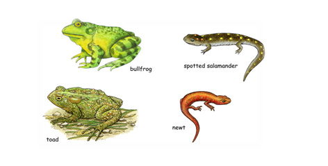 Amphibians: Learn about amphibians