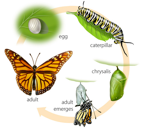 Life-cycle of butterfly