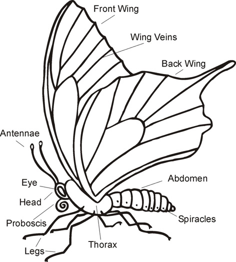Parts of Butterfly