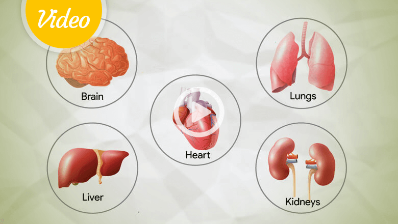 Essential Organs of Human Body