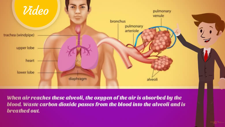 How do your lungs work?