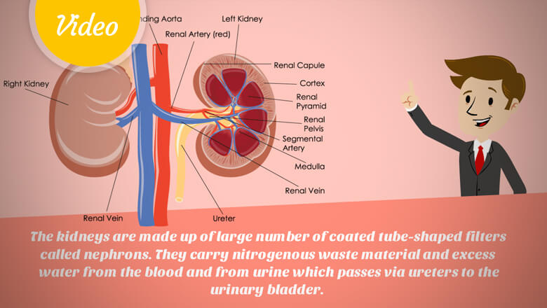 Function Of Kidney How Does Human Kidney Work 