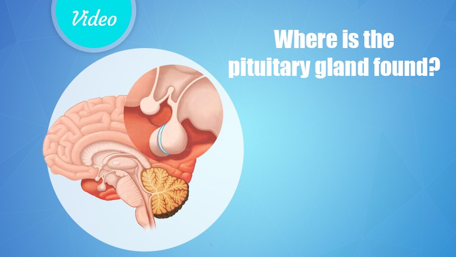 Where is the pituitary gland found?