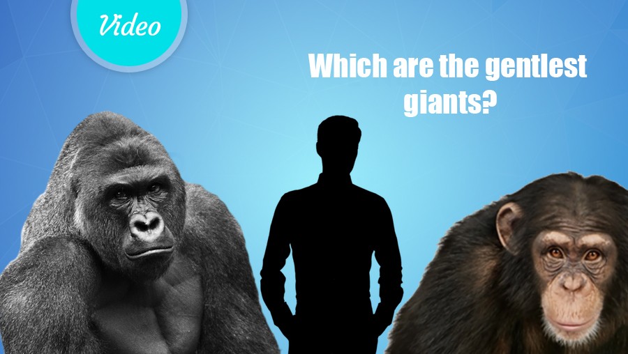 Which are the gentlest giants?