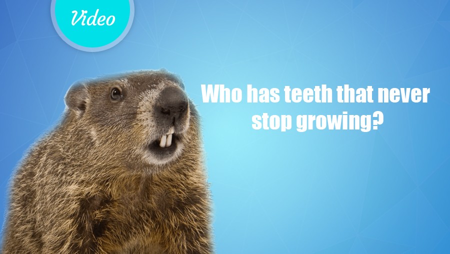 Who has teeth that never stop growing?