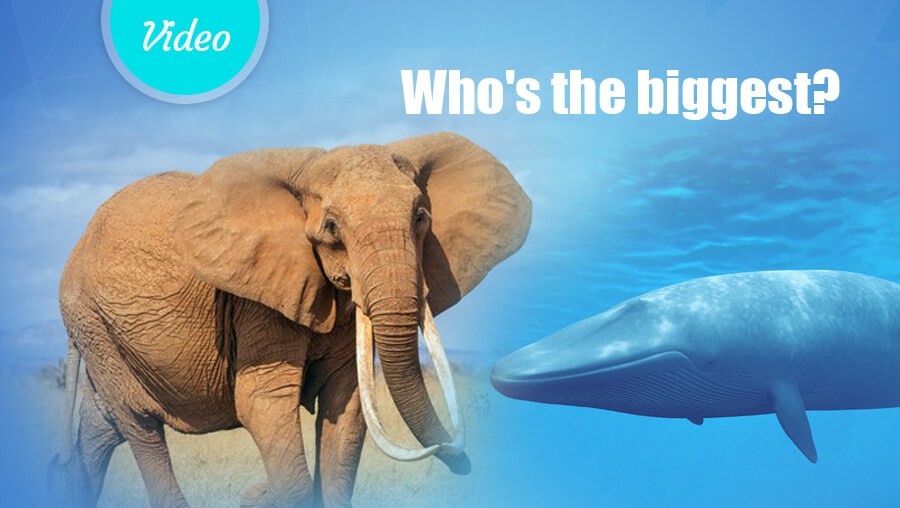 Who is the biggest animal?