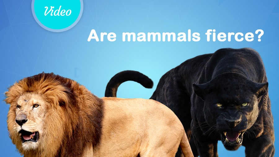 Are mammals fierce?