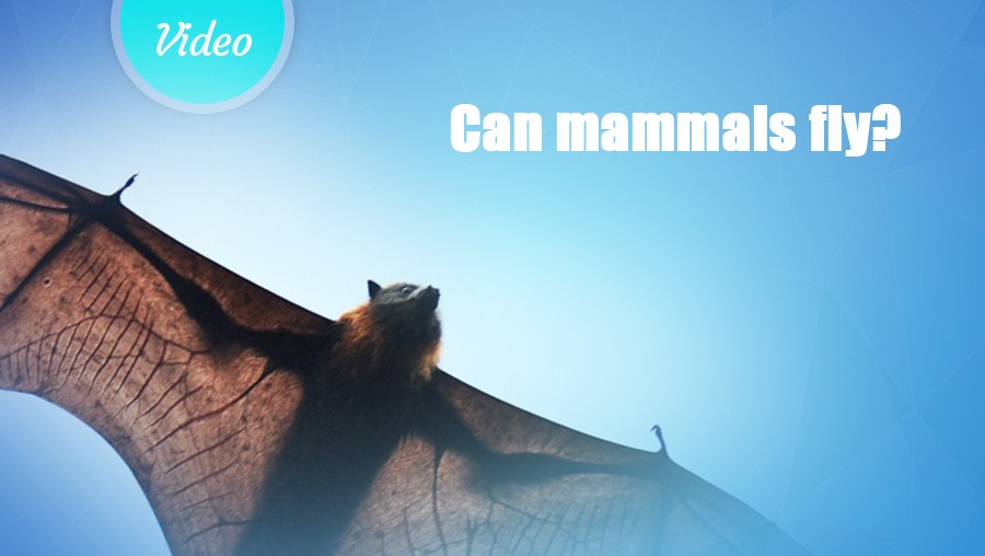 Can mammals fly?