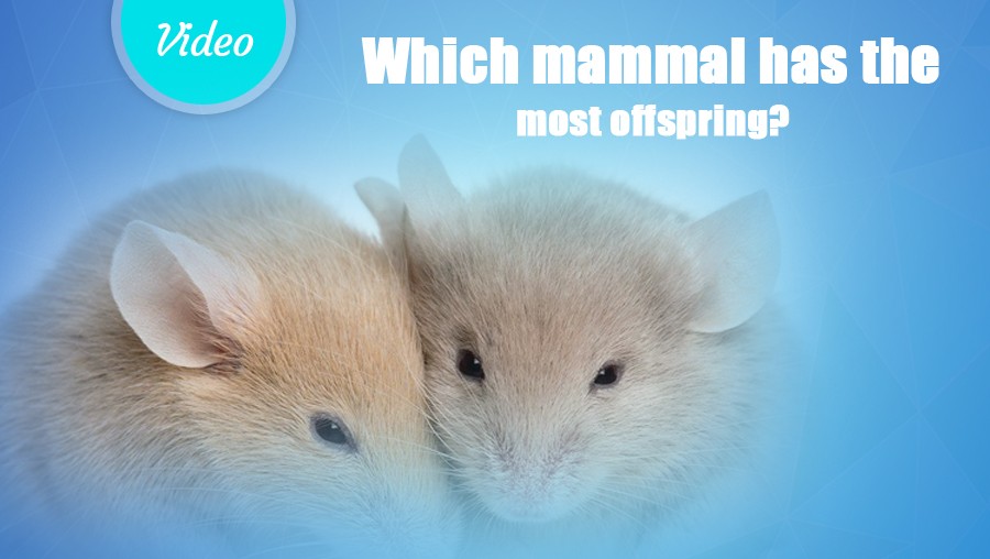 Which mammal has the most offspring?