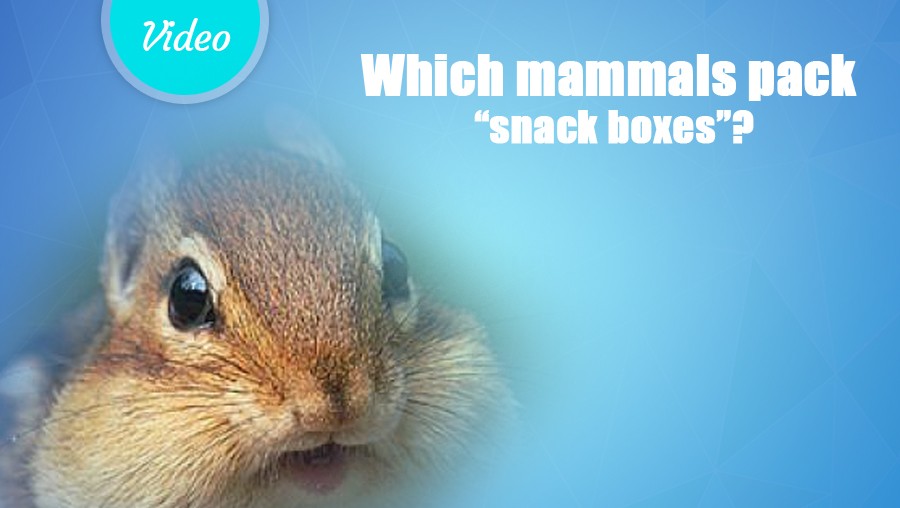 Which mammals pack “snack boxes”?