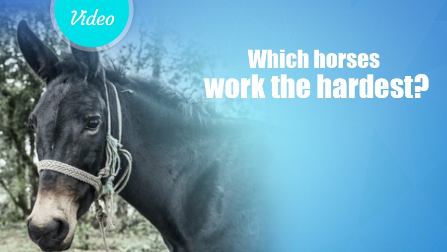 Which horses work the hardest?