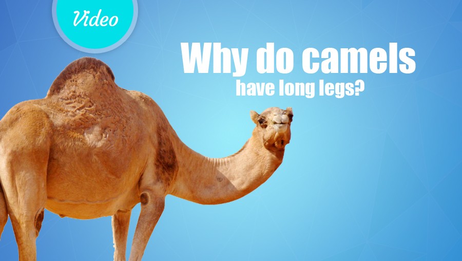 Why do camels have long legs?