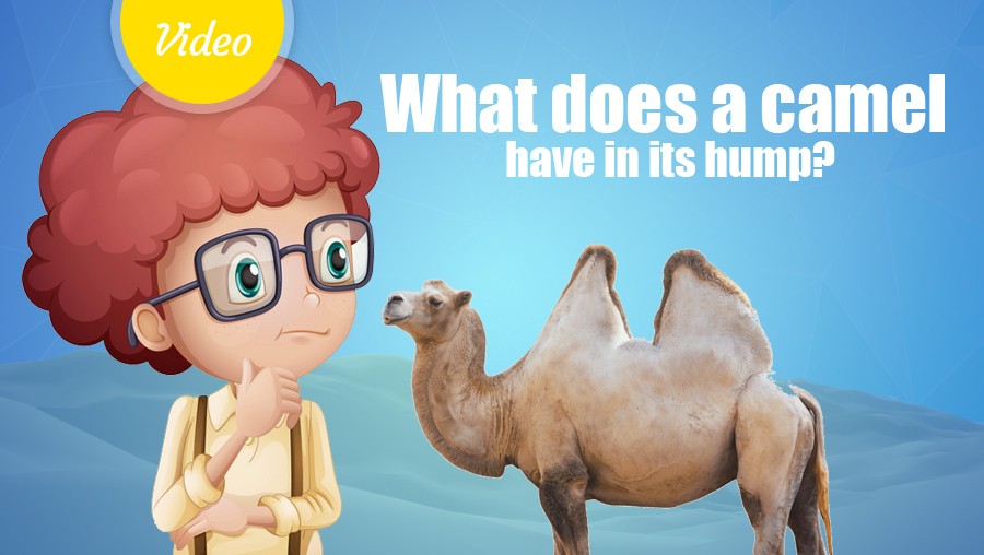 What does a camel have in its hump?
