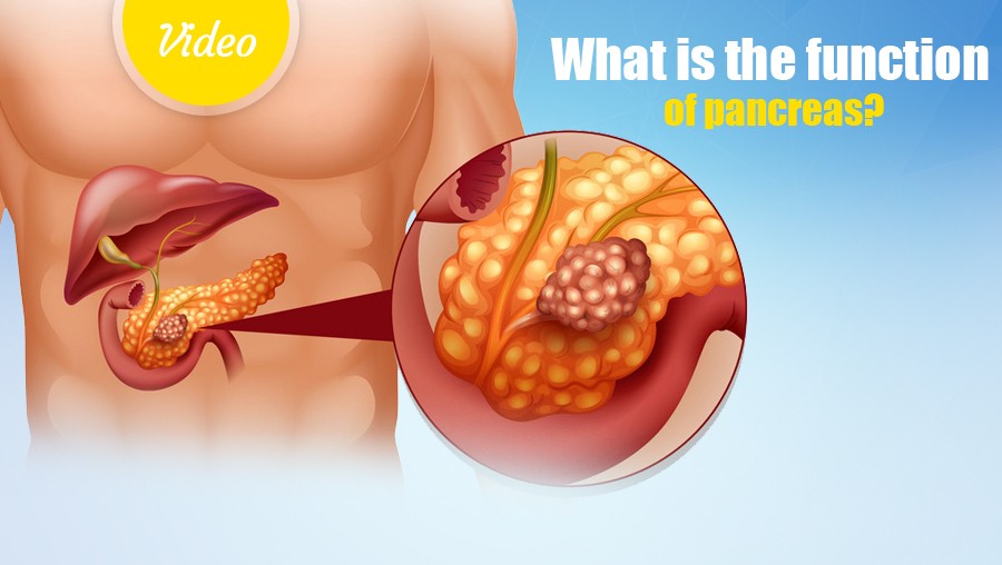 What is the function of the pancreas?