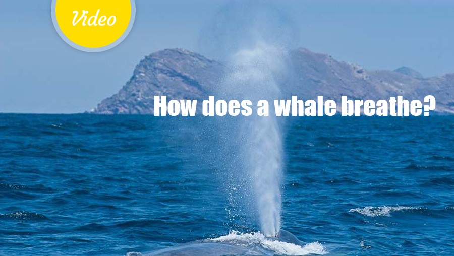 How does a whale breathe?