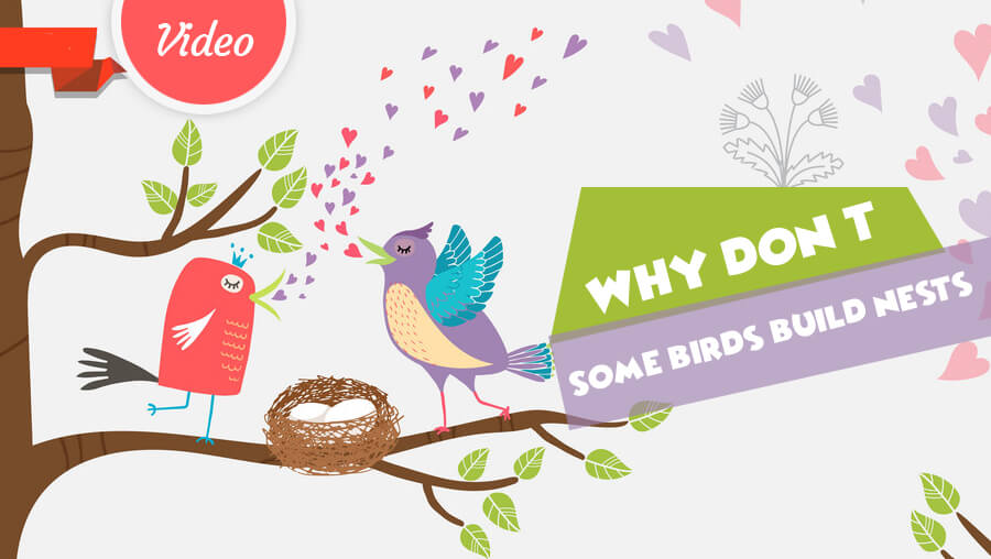 Why do some birds feather their nest?