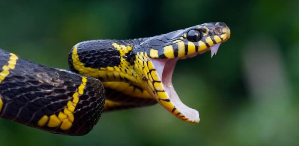 Snakes' Eating Methods
