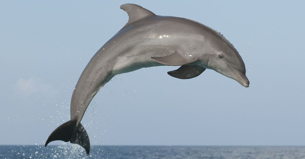 my favorite animal, the playful dolphin